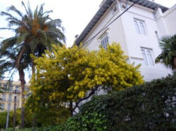 Early Mimosa starting to blossom.