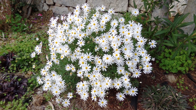 Flowers back in full bloom in January