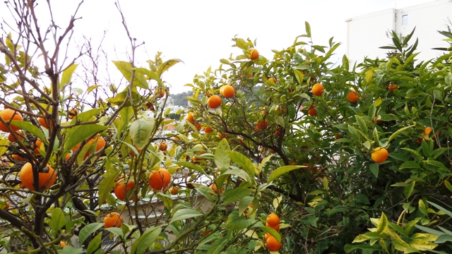 Oranges in the drive look nice but are a little sharp still!
