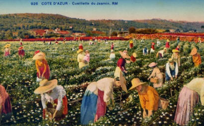Picking jasmine flowers near Grasse for the perfume industry