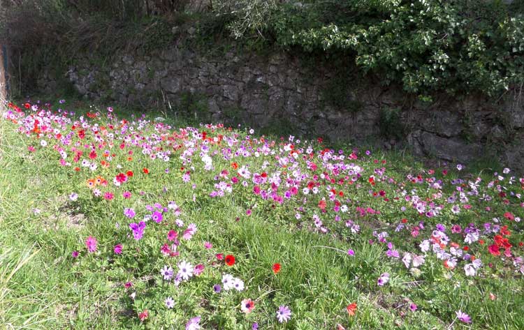 March 2015 in the hills above Nice