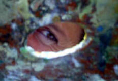 Visit the The Domaine's own web site